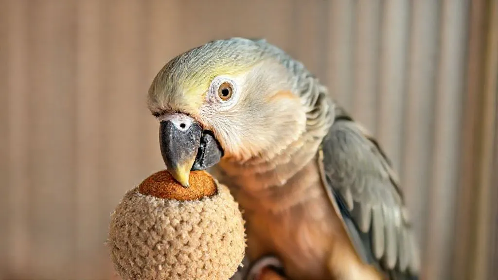 7 Dicas Essenciais: Adapte Brinquedos para Aves Idosas com Artrite ou Visão Fraca