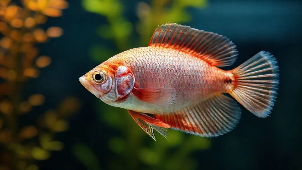 Peixe Idoso Inchado e Escamas Eriçadas? 7 Passos para o Tratamento Efetivo